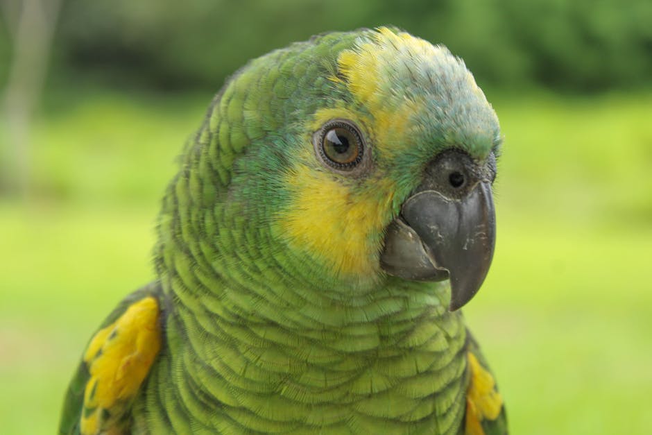 Amazon Rainforest Ecuador: Yasuni Nemzeti Park