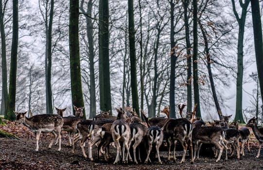 Dánia fehér homokos Jylland – Skandinávia családbarát tengerpartjai