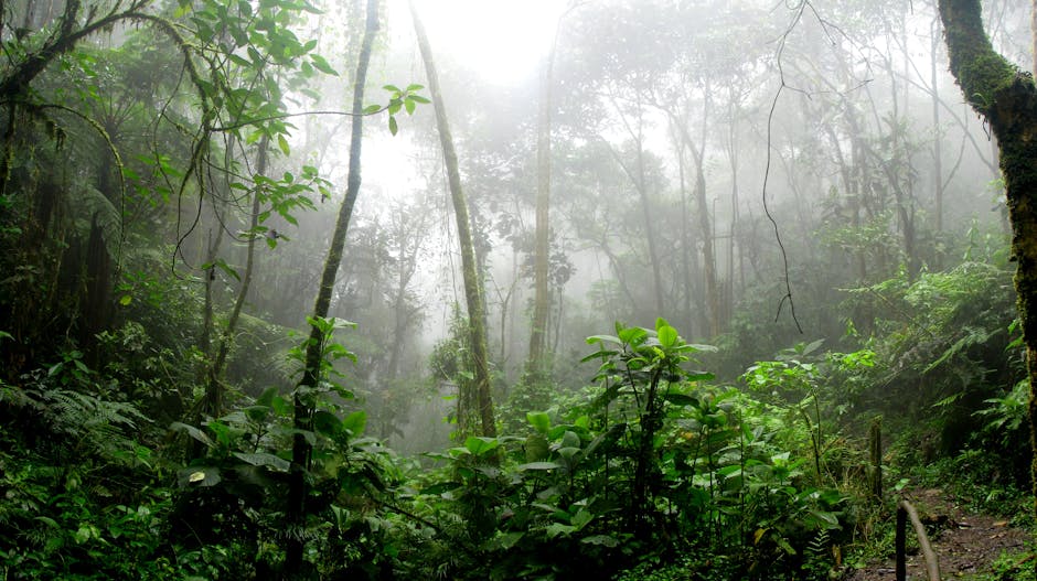 Henri Pittier Nemzeti Park: Biodiverzitás központ