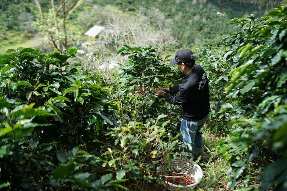 Kávé régió (Eje Cafetero): Plantation túrák