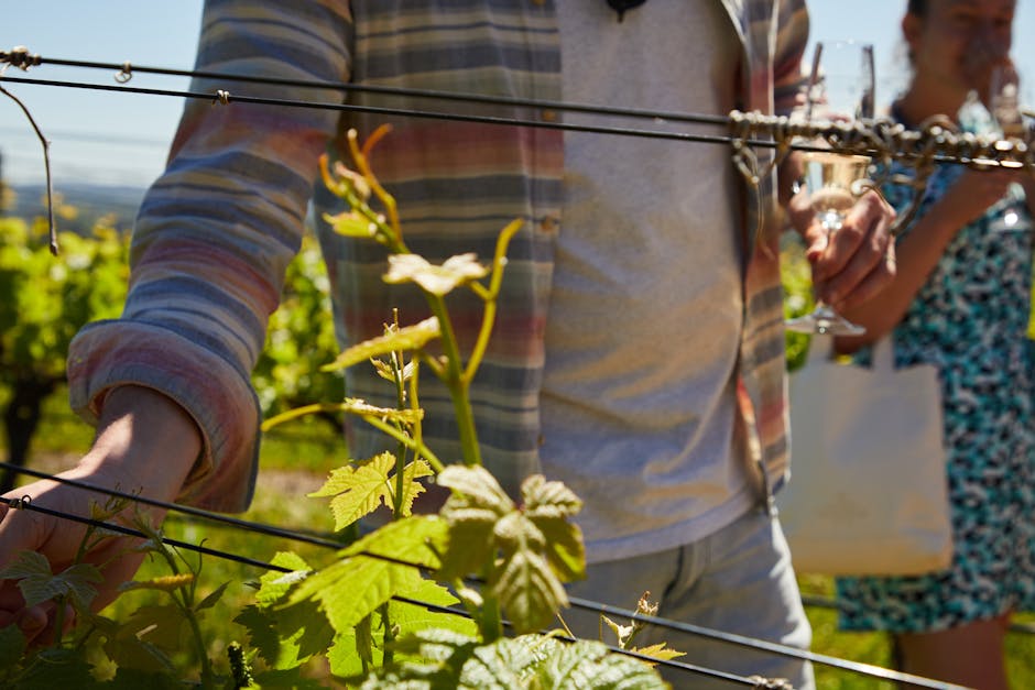 Mendoza borvidéke: Vinfarm túrák és kóstolók