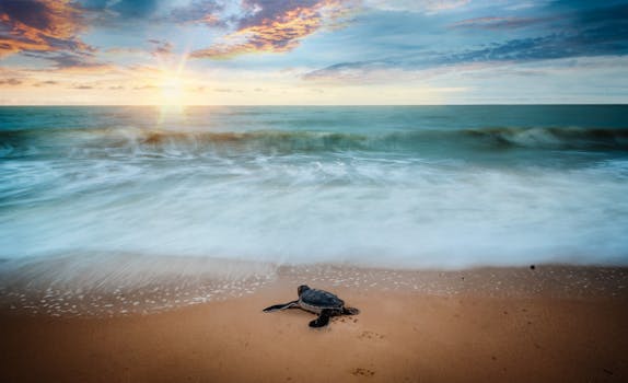 Zakynthos teknősbéka strandjai – Jón-szigetek természetvédelme